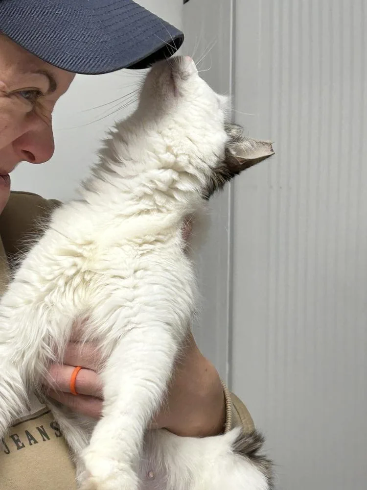 Veronica thumbnail 2