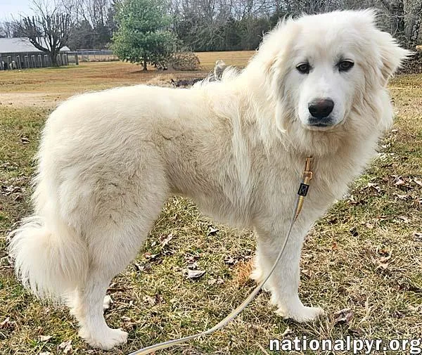 Kami In Ky  thumbnail 2