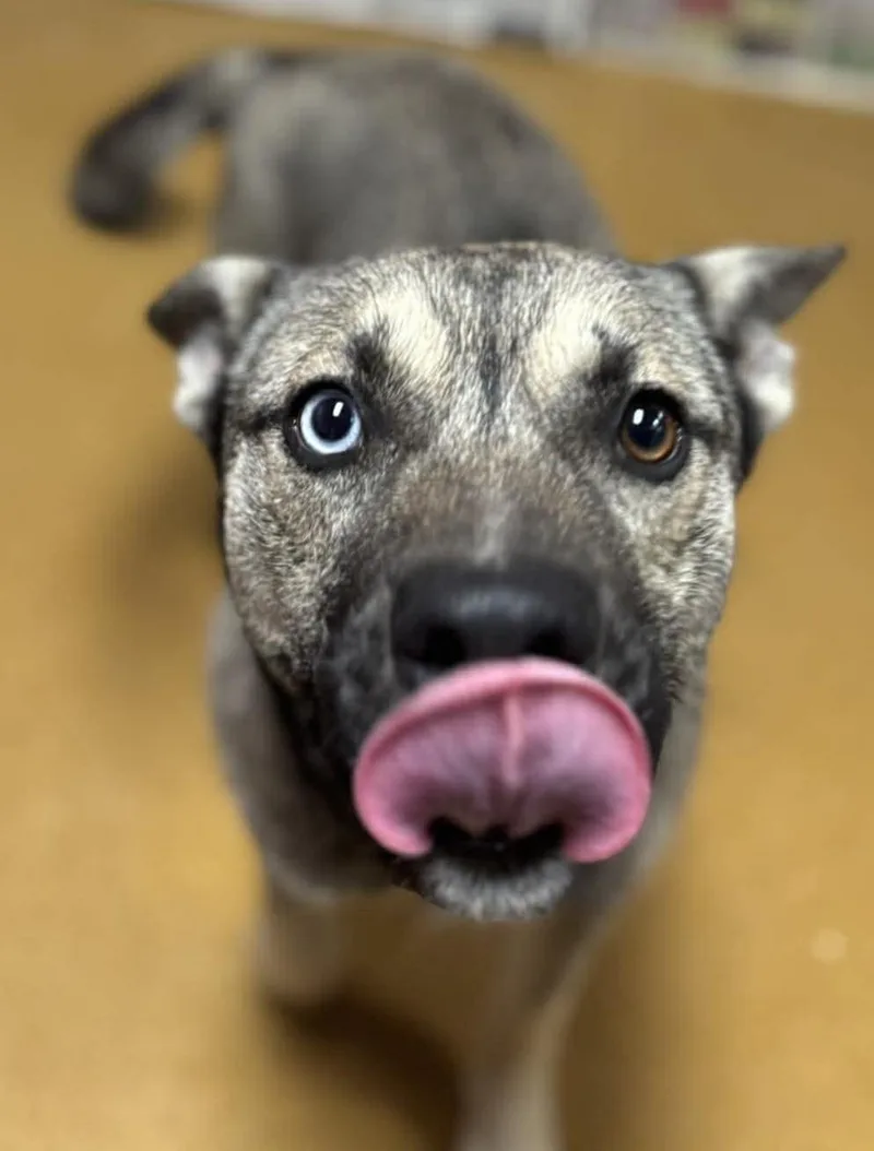 Remmi Wolf thumbnail 2