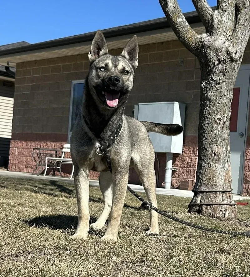 Remmi Wolf thumbnail 3