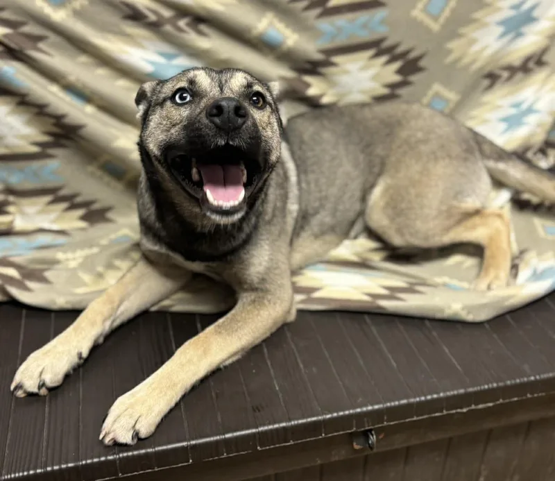 Remmi Wolf thumbnail 4