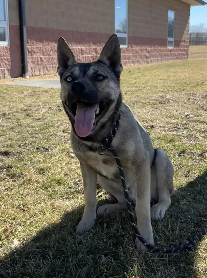 Remmi Wolf thumbnail 5