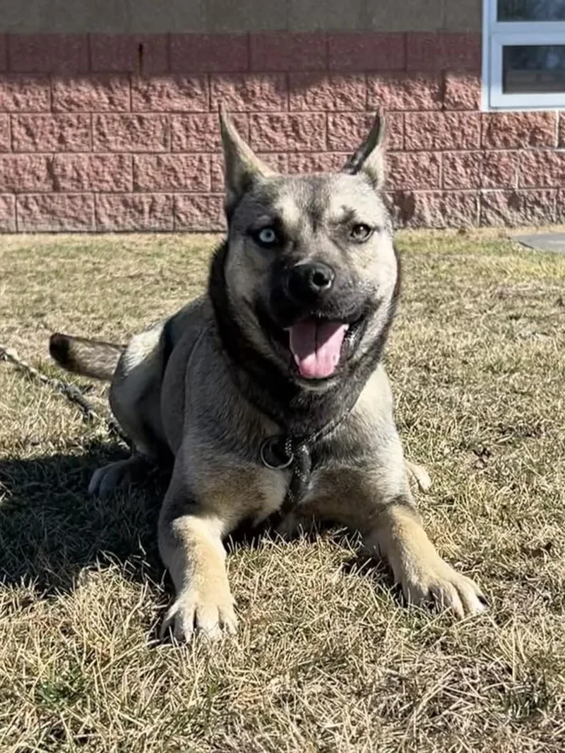 Remmi Wolf thumbnail 6