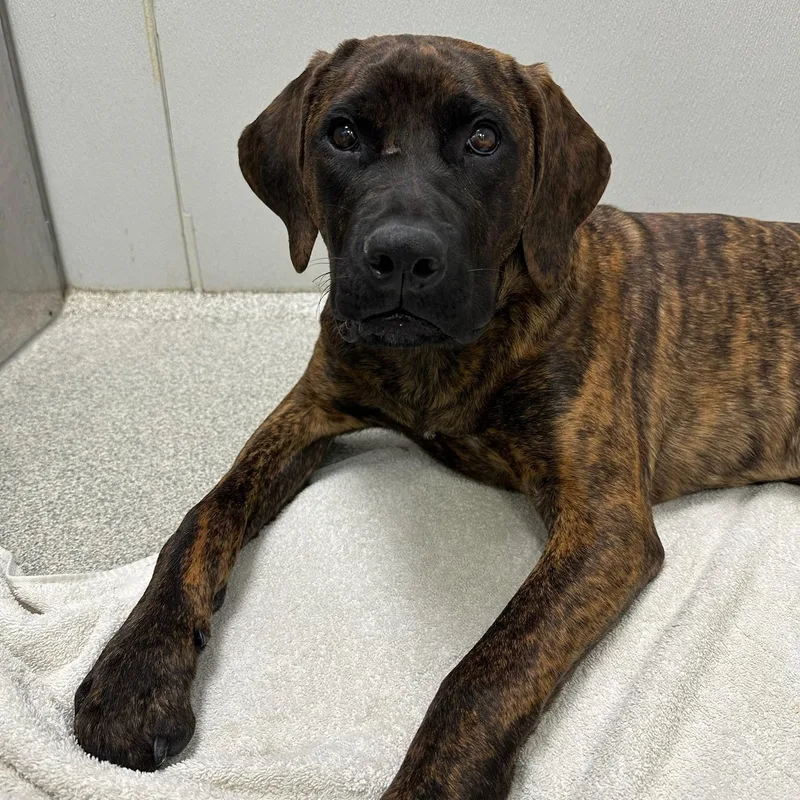 Dandelion thumbnail 2