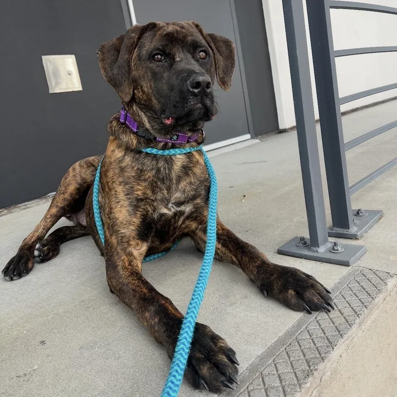 Dandelion thumbnail 3