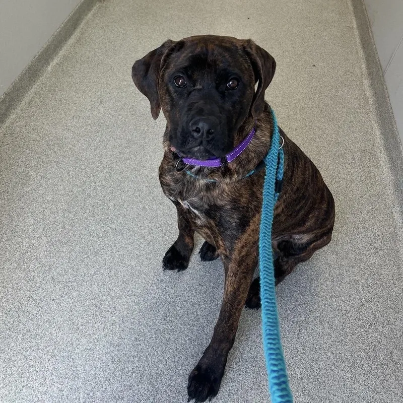 Dandelion thumbnail 4