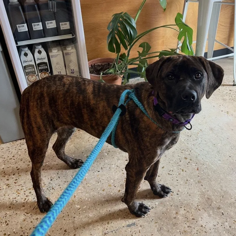 Dandelion thumbnail 5