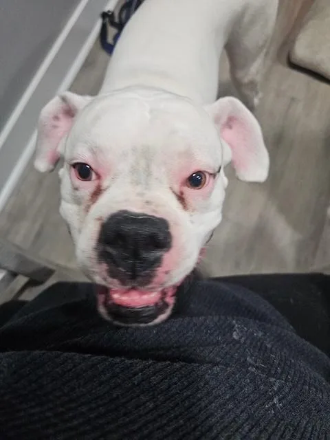 Bruiser thumbnail 2