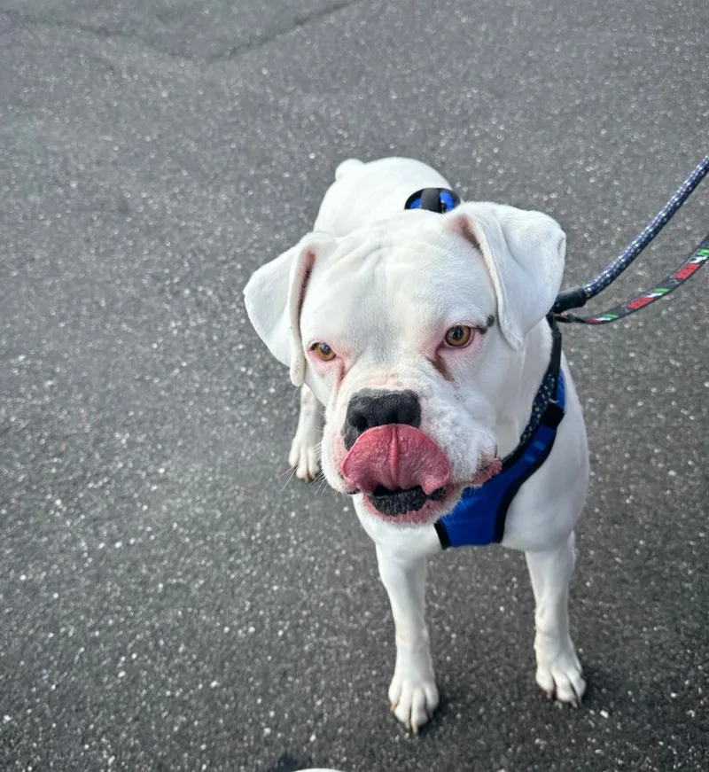 Bruiser thumbnail 5