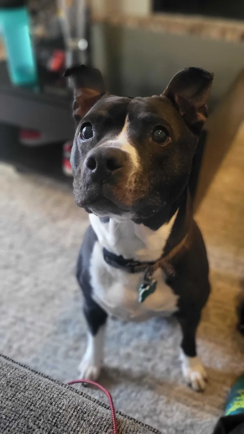 Cindy Lou thumbnail 4