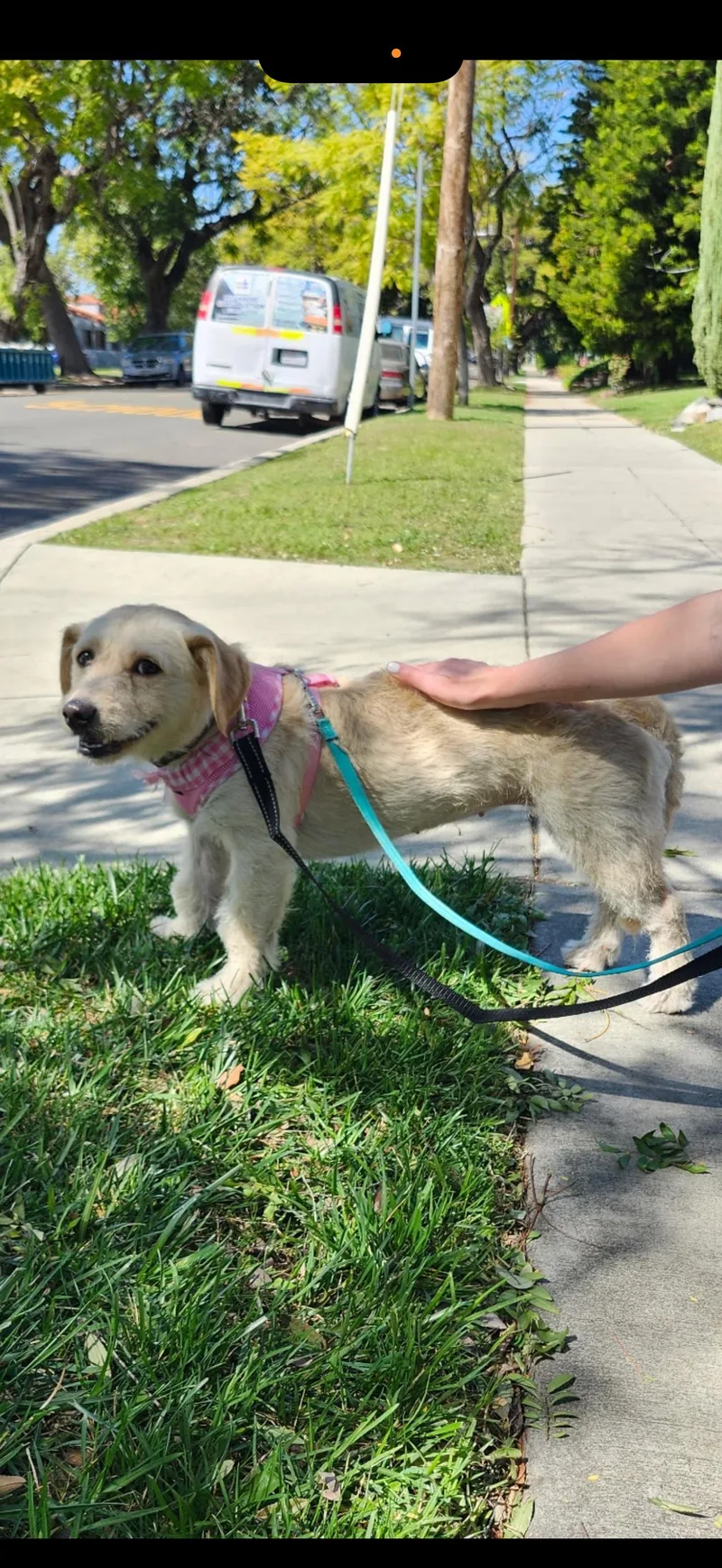 Jessie  The Golden thumbnail 2