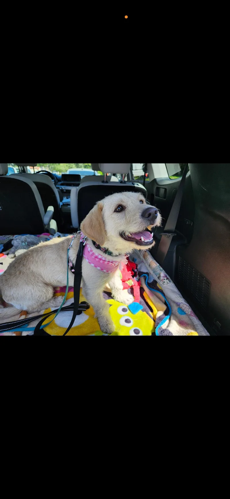 Jessie  The Golden thumbnail 3