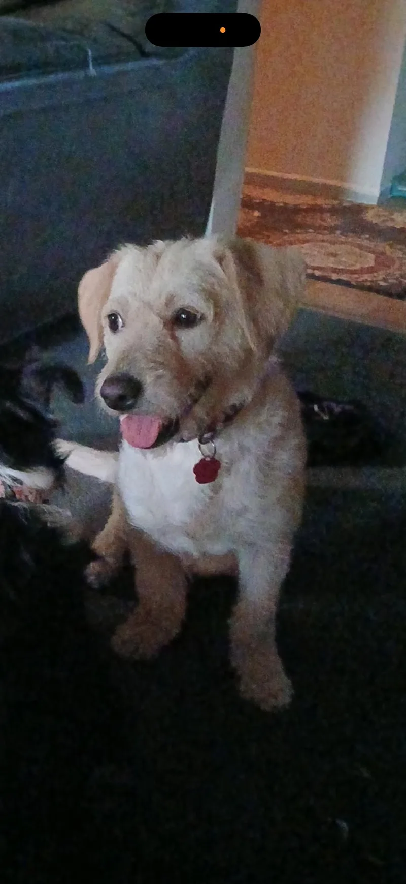 Jessie  The Golden thumbnail 4