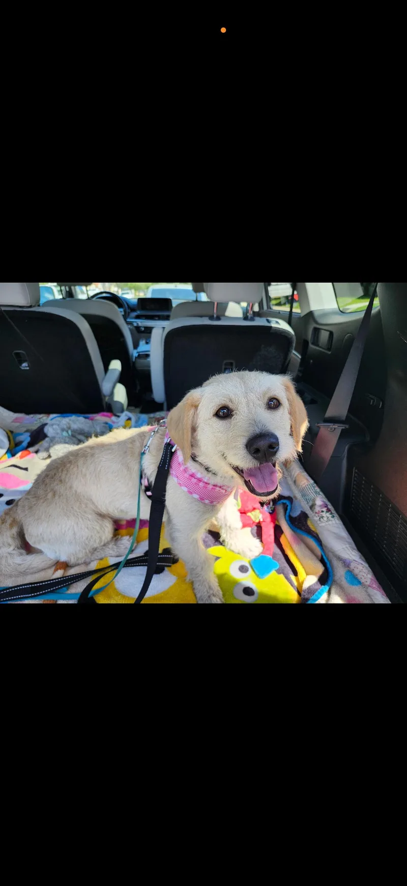 Jessie  The Golden thumbnail 5