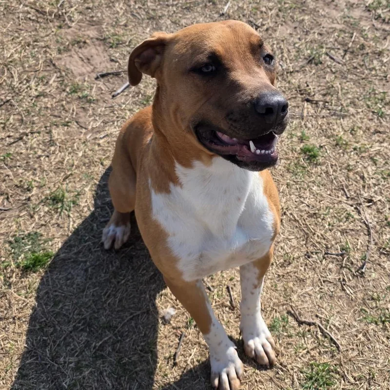 Marshall thumbnail 4