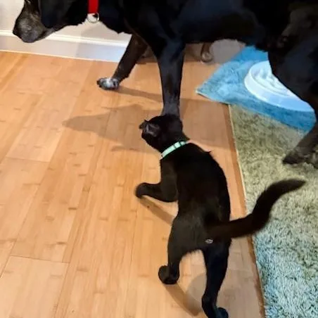 Maurice  Super Sweet thumbnail 2