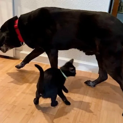 Maurice  Super Sweet thumbnail 4