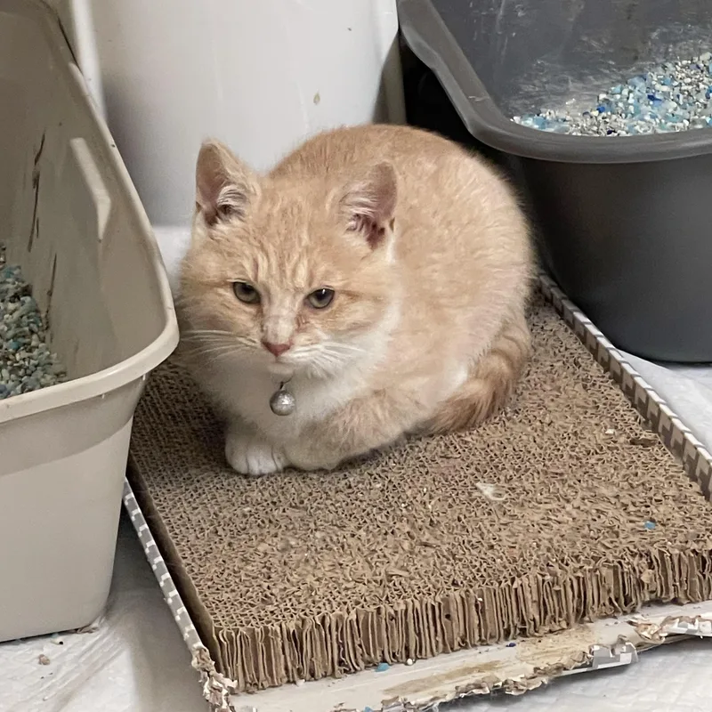 Mikki Mars thumbnail 3