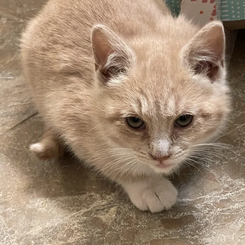 Mikki Mars thumbnail 4