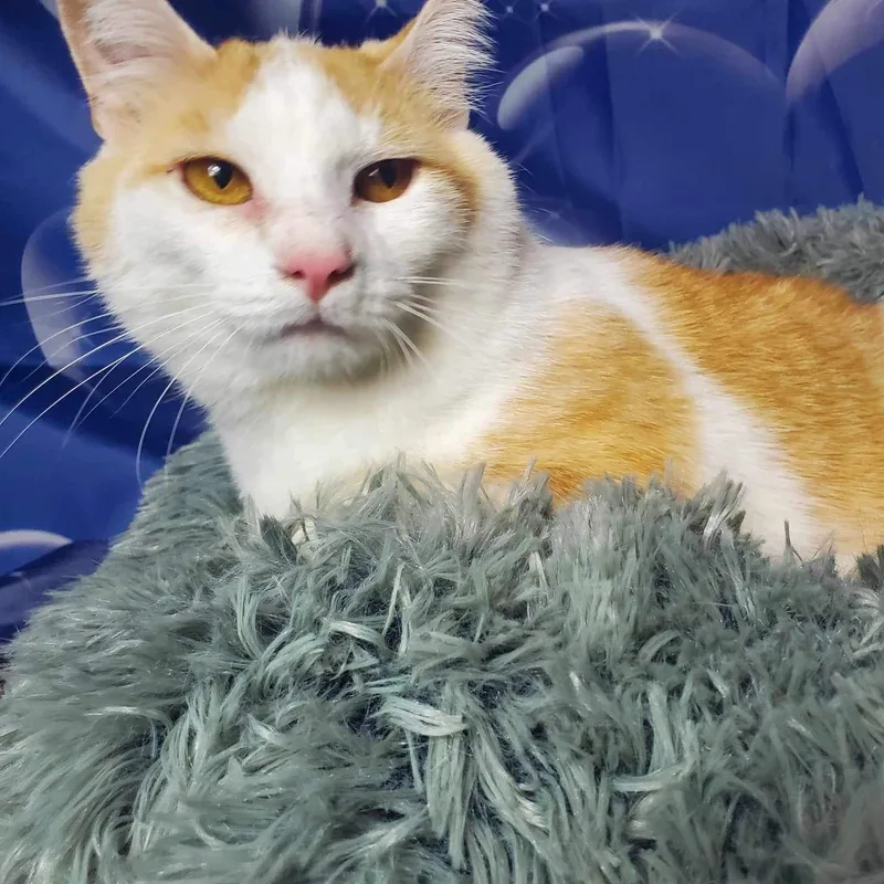 Chauncey thumbnail 2