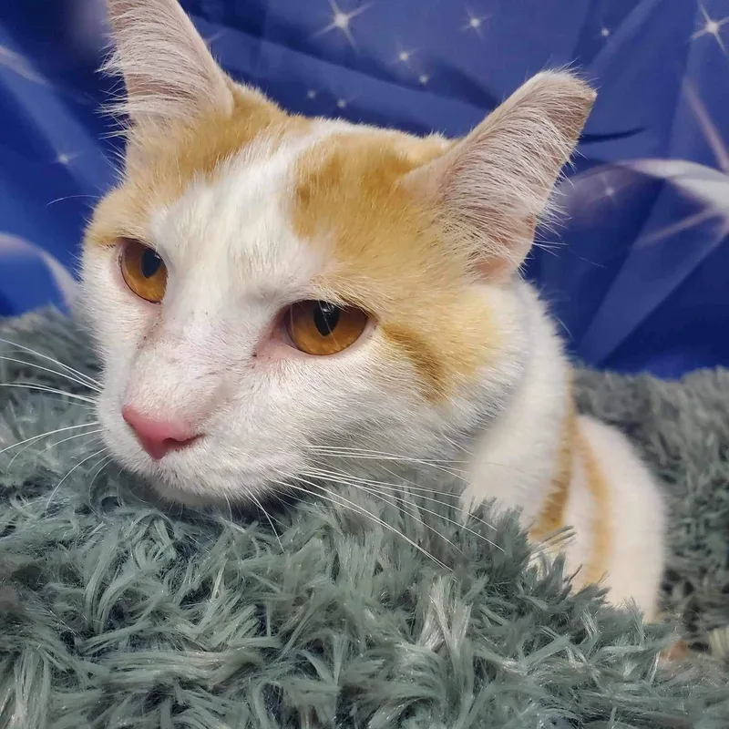 Chauncey thumbnail 3