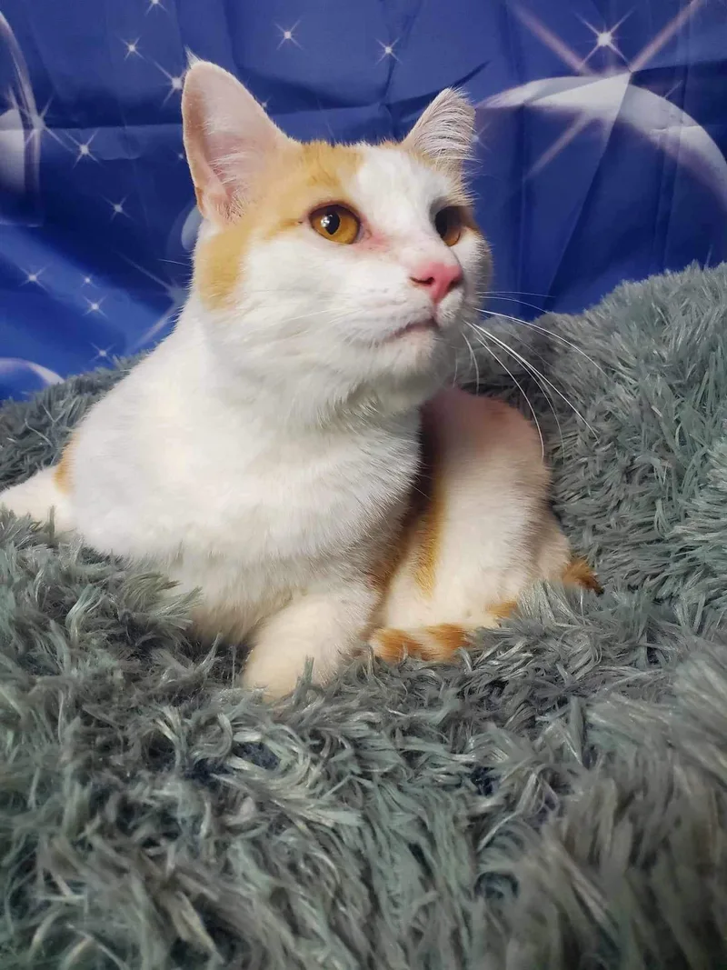 Chauncey thumbnail 4