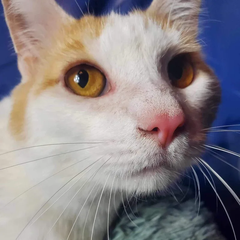 Chauncey thumbnail 5