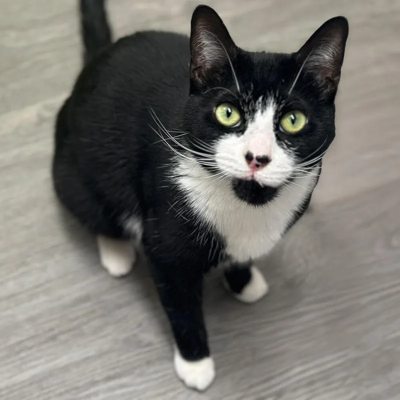 An adult small-sized male Domestic Short Hair cat named Braveheart for adoption in Port Washington, NY