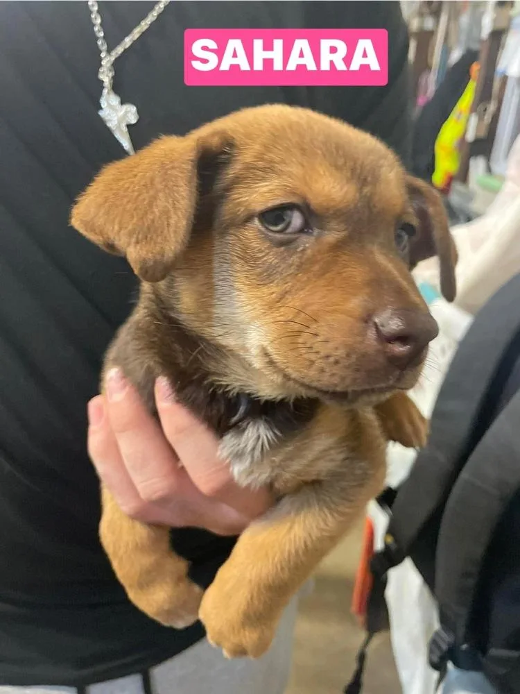 Jv Sahara thumbnail 2