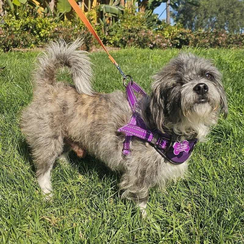 Mortimer thumbnail 2