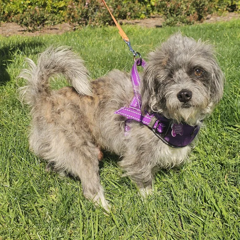 Mortimer thumbnail 3