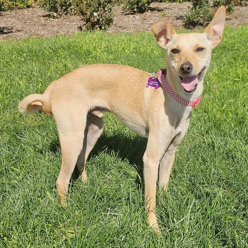 Tater Tot thumbnail 2