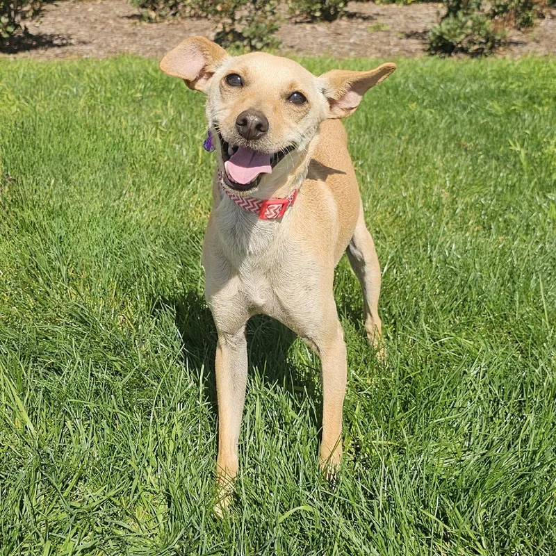 Tater Tot thumbnail 4