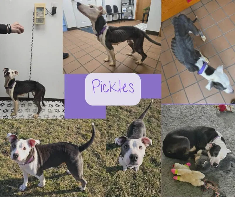 Pickles thumbnail 6