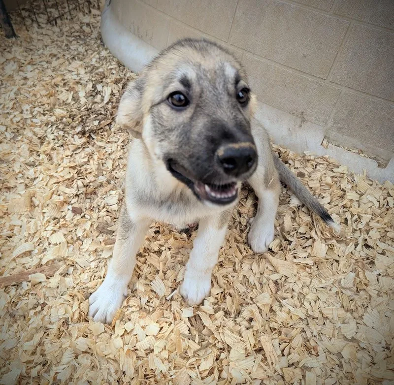 Ferrero Rocher thumbnail 2