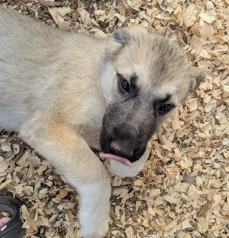 Ferrero Rocher thumbnail 3