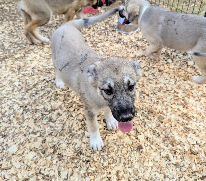 Ferrero Rocher thumbnail 4