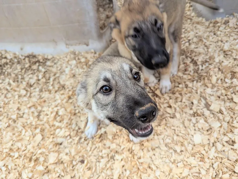 Ferrero Rocher thumbnail 5