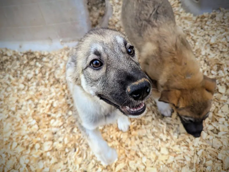 Ferrero Rocher thumbnail 6