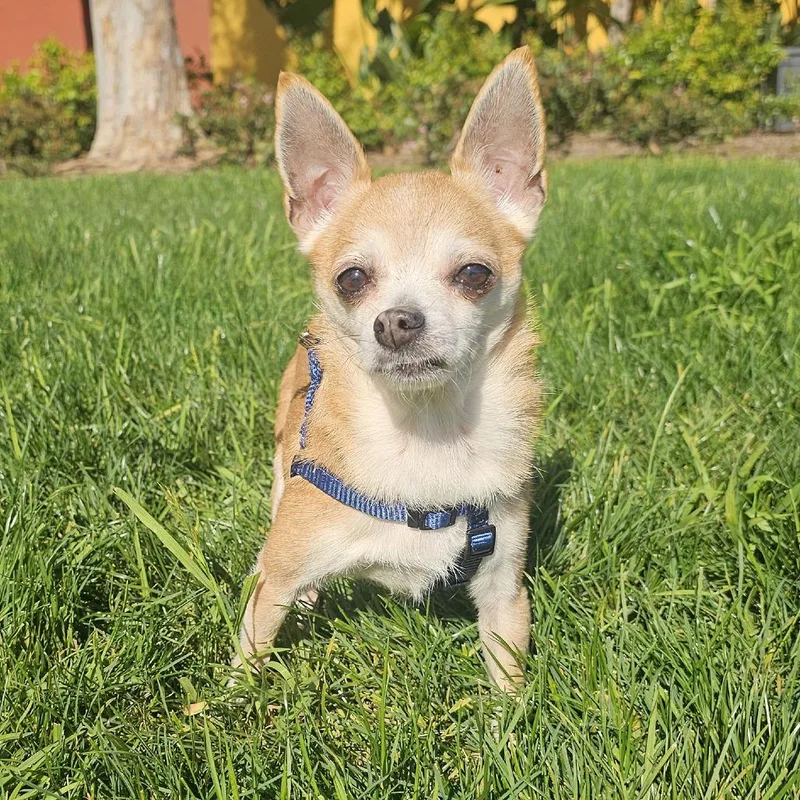 Frida The Chihuahua thumbnail 2