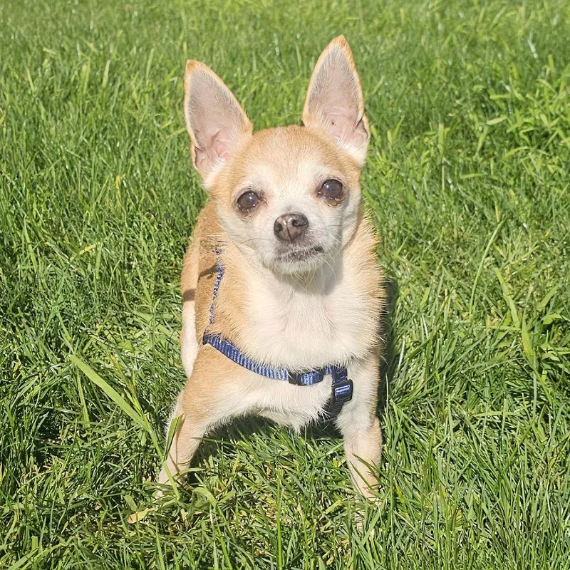 Frida The Chihuahua thumbnail 3