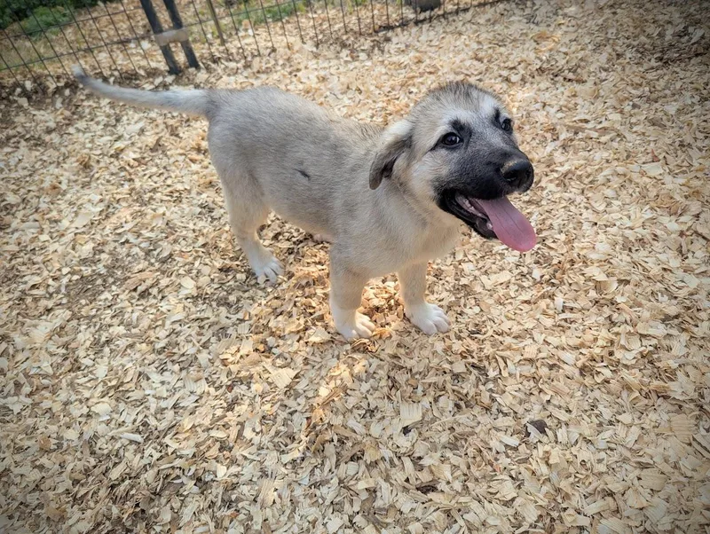 Ghiradelli thumbnail 2