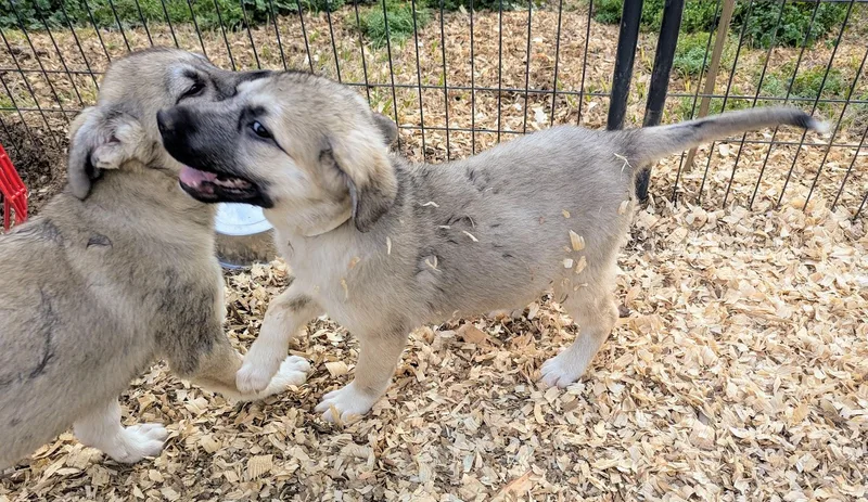 Ghiradelli thumbnail 3