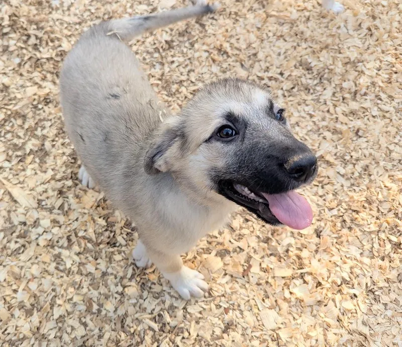 Ghiradelli thumbnail 4