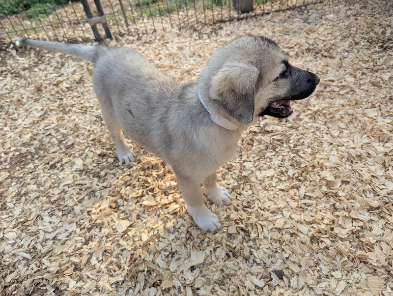 Ghiradelli thumbnail 5