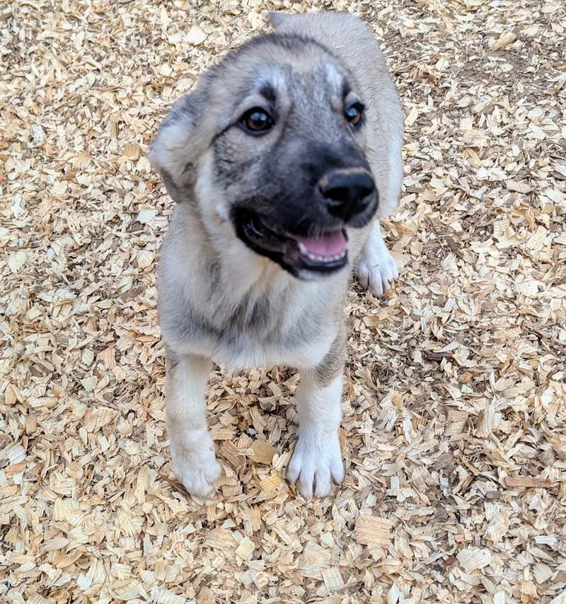 Ghiradelli thumbnail 6