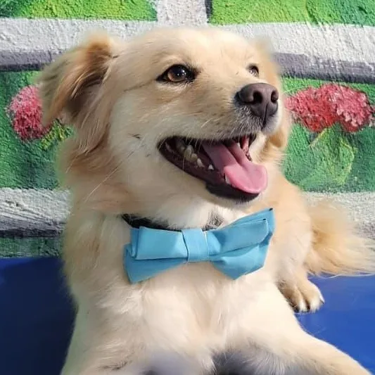 Mr. Golden Jill thumbnail 2