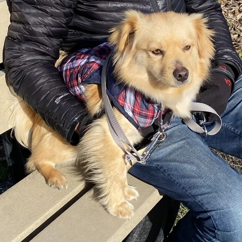 Mr. Golden Jill thumbnail 3