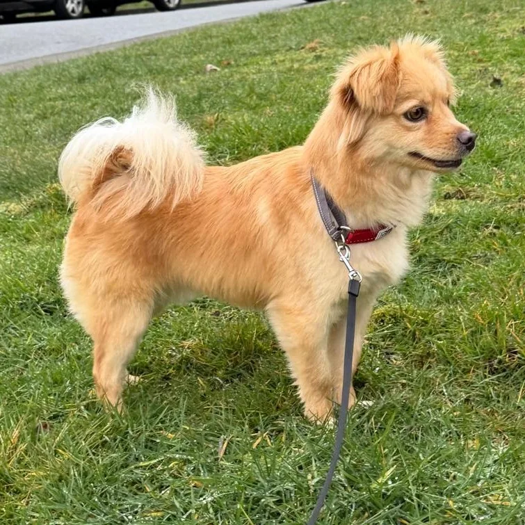 Mr. Golden Jill thumbnail 4