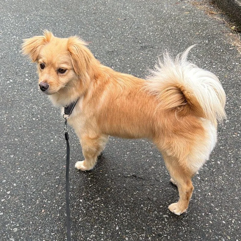 Mr. Golden Jill thumbnail 5